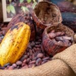 Cacao venezolano