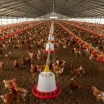 ayudas-para-montar-una-granja-de-gallinas
